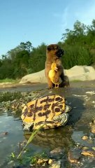 Cute Puppy and Duck Friendship