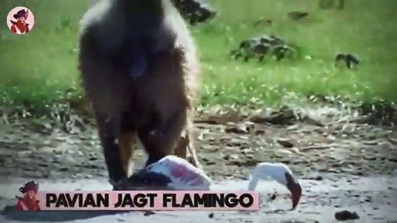 Tiere lassen ihre Freunde während epischer und brutaler Kämpfe im Stich