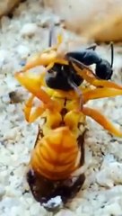 أكثر المعارك الجنونيه علئ الاطلاق