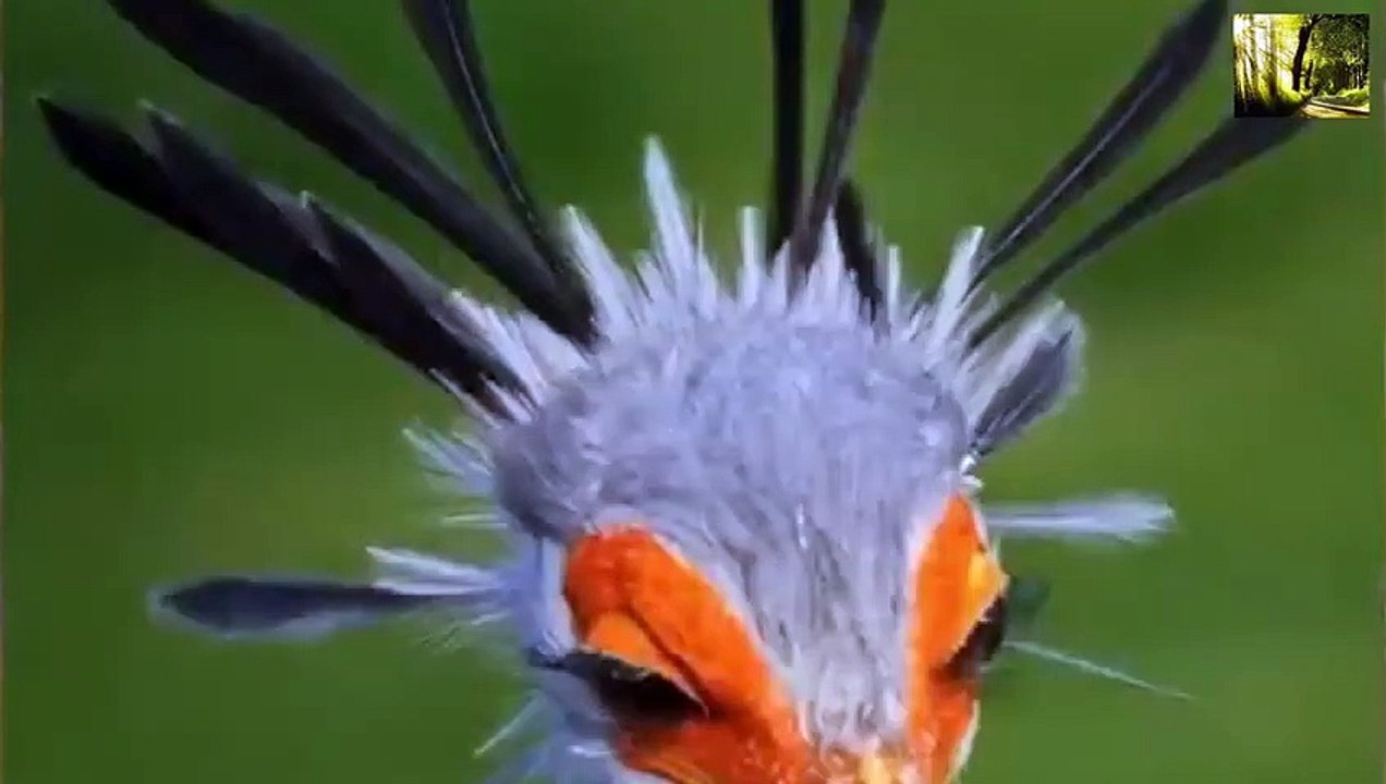 حتئ ثعابين المامبا السوداء تخشى هاذا الطائر