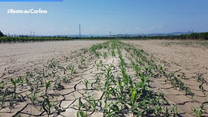 Fango indurito nei campi a Forl?: piante soffocate dalla terra