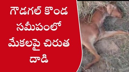 కర్నూలు: జిల్లాలో చిరుత హల్ చల్... మేకలపై దాడి