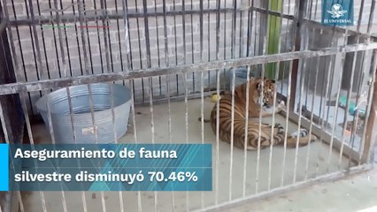 Tráfico de animales, un delito a la vista de todos #EnPortada
