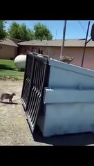 Ce pauvre chat a la tête coincée dans un sac