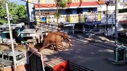 खूब उत्पात मचा रहा हाथी एरीकोम्बन, 300 सदस्यीय टीम व तीन कुमकी पकडने में जुटे