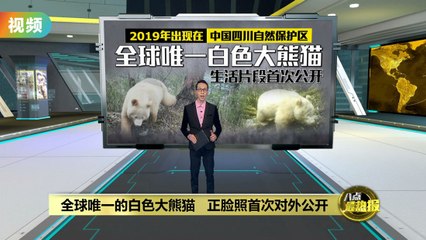 全球首只白色大熊猫首次亮相，罕见雪白毛发令人惊叹 🐼
