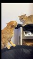 Cat vs catfight | cat fights