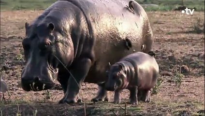 Face à face tendu entre un hippo et un croco - ZAPPING SAUVAGE