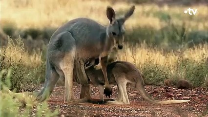 Ce petit kangourou échappe de peu à la mort - ZAPPING SAUVAGE