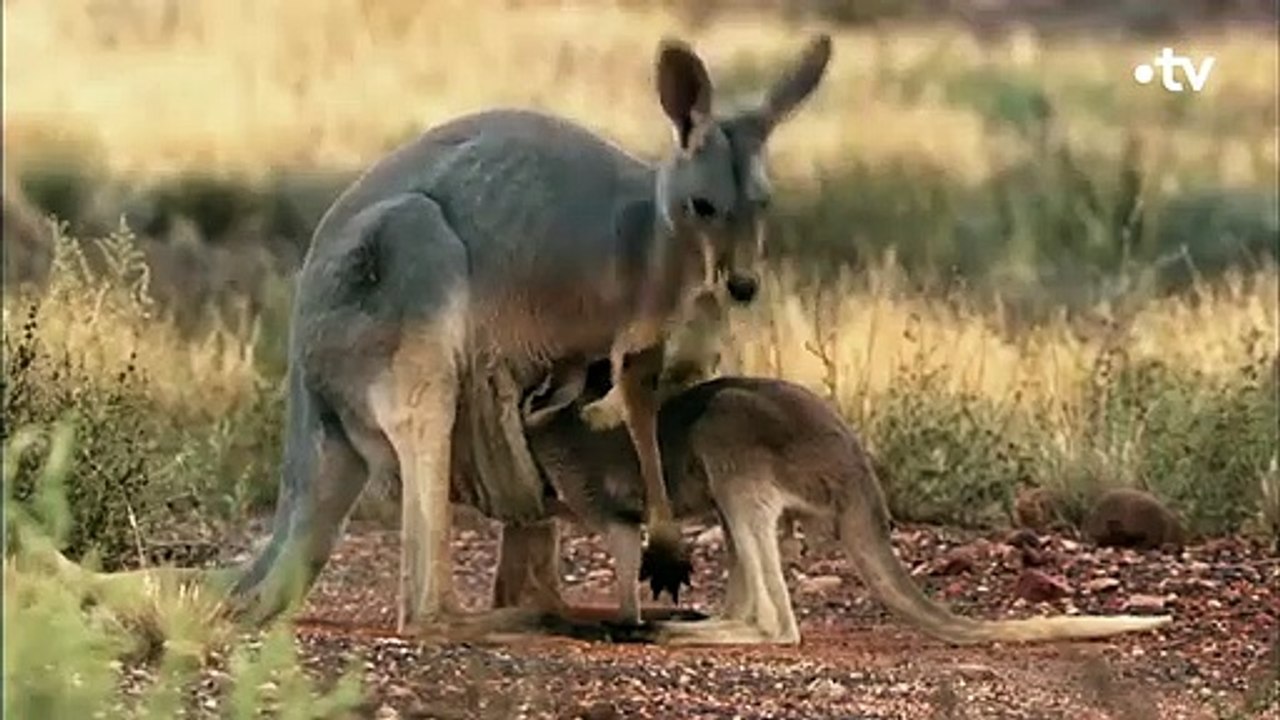 Ce petit kangourou échappe de peu à la mort - ZAPPING SAUVAGE