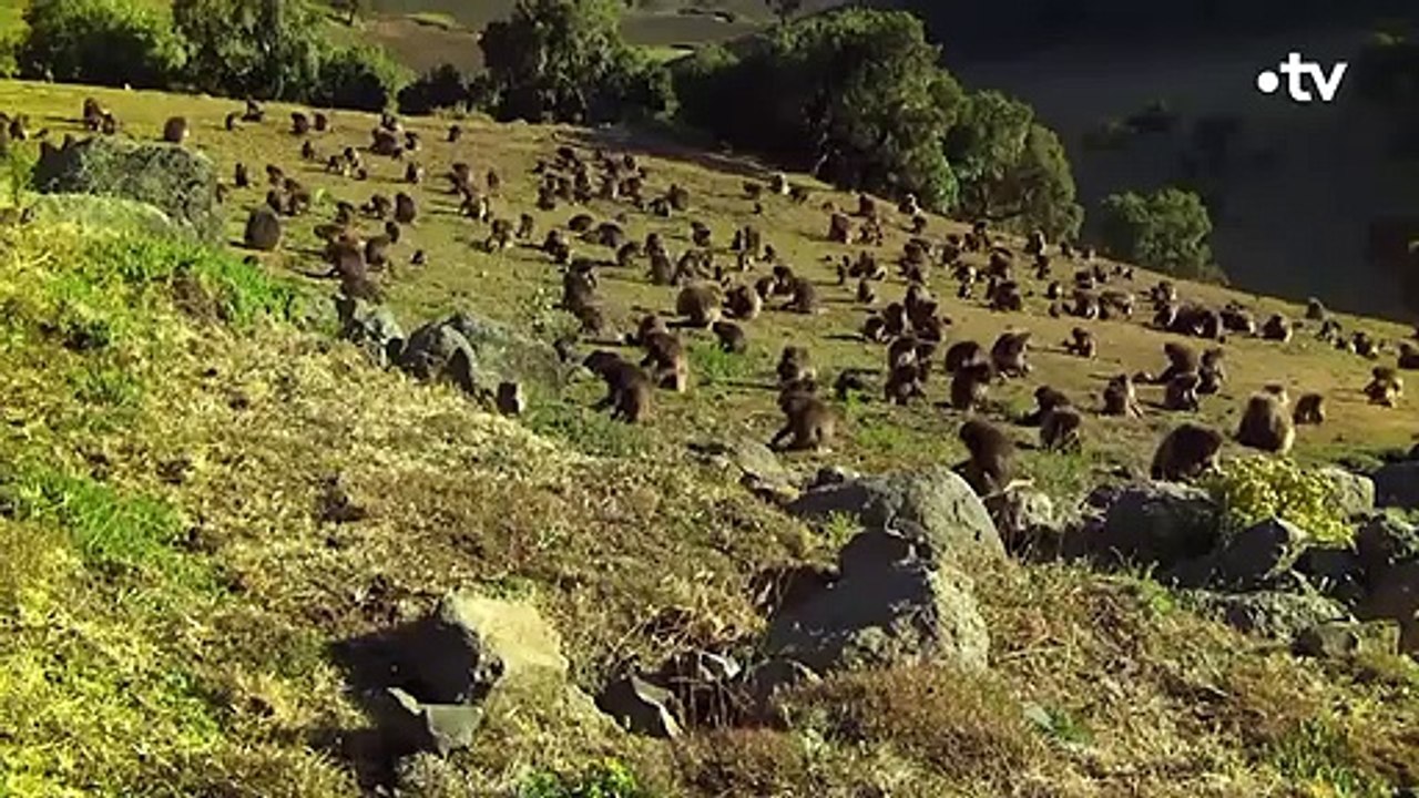 Singe-roi et frères ennemis, le pouvoir à tout prix - ZAPPING SAUVAGE