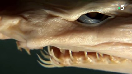 L'improbable requin-lutin - ZAPPING SAUVAGE