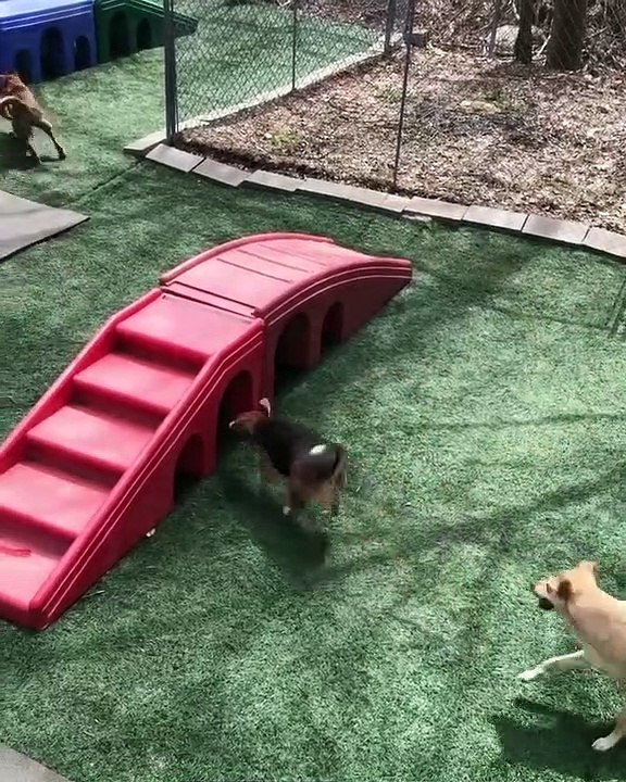 Dog playing