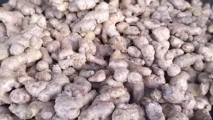 आगर: अगर आप बाजार मे &#039;अदरक&#039; खरीदने जा रहे है तो पहलें देखिए यह खबर