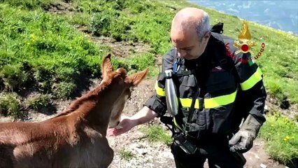 Puledro si ferisce in montagna, l'intervento dei soccorritori