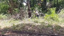 Bhilai मैत्रीबाग में मिनी ट्रेन के ट्रेक पर गिरा पेड़, हटाने में जुटे कर्मी
