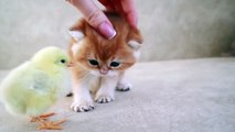 Kittens walk with a tiny chicken