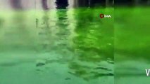 Venedik Kanalı yeşile büründü