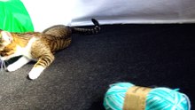 Cat Gives Evil Wool a Lesson