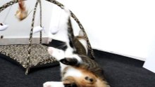Cat Loves the Toy with the Feather
