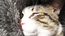 This Is What a Dreaming Cat Looks Like