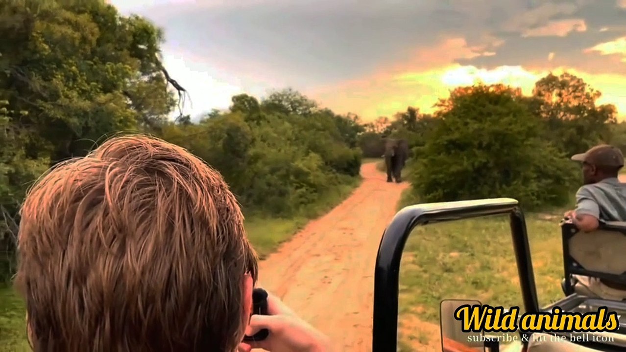 Tiger messed with elephant