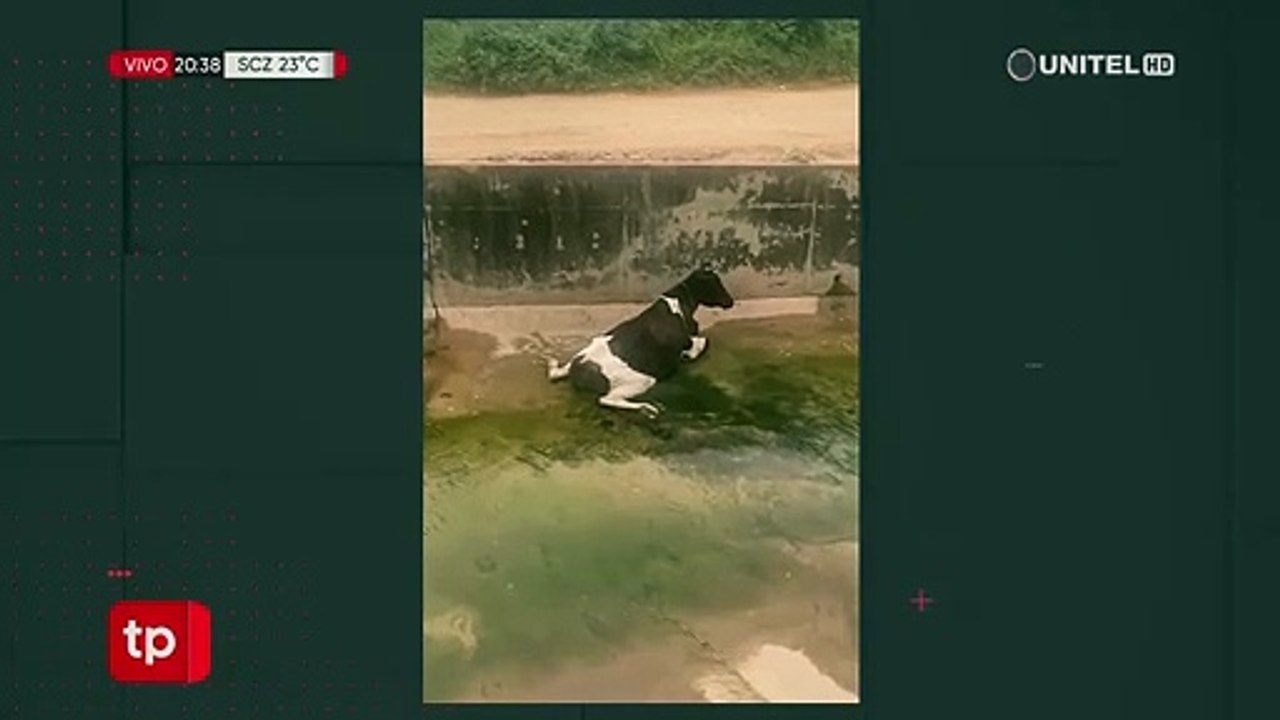 Vecinos reportan a una vaca atrapada y herida en un canal de drenaje