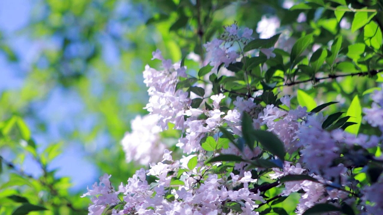 THE MOST BEAUTIFUL CLASSICAL PIANO FOR RELAXING STUDYING AND MEDITATION