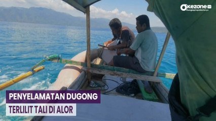 Warga Selamatkan Dugong Tersangkut Tali di Alor NTT, Terekam Video Amatir