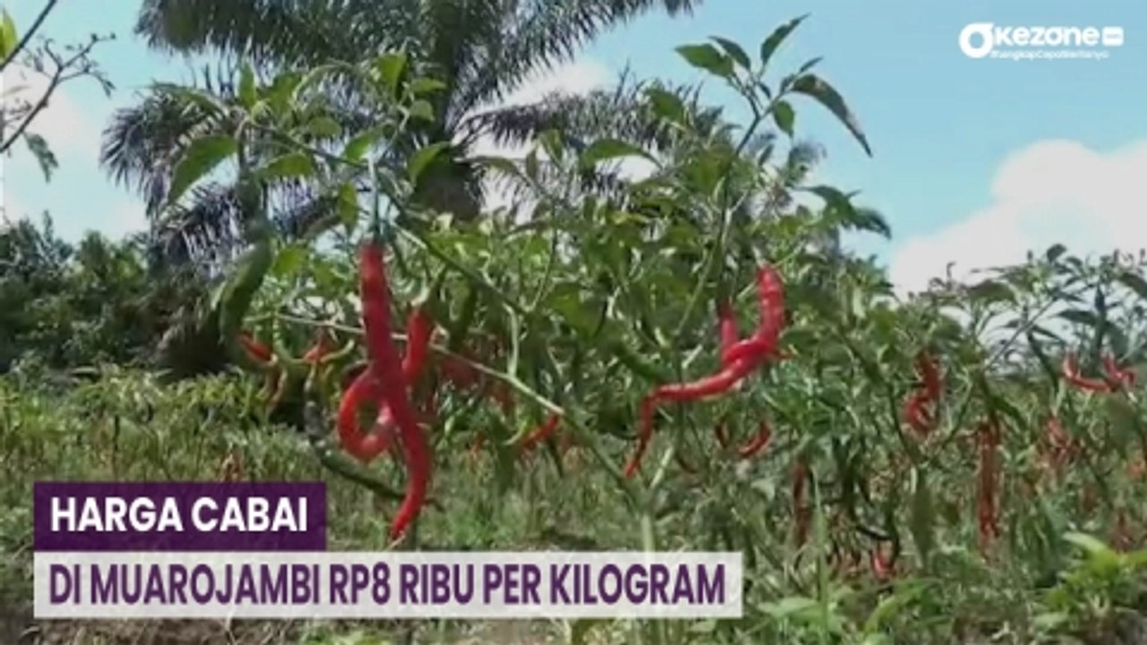 Harga Cabai Anjlok Rp8 Ribu Per Kilogram, Petani di Muarojambi Beralih Tanam Padi