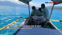 Dramatis! Warga Berhasil Selamatkan Dugong Tersangkut Tali di Alor NTT