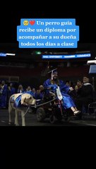 "El más leal de todos": Perrito se graduó junto a su dueña y recibe diploma