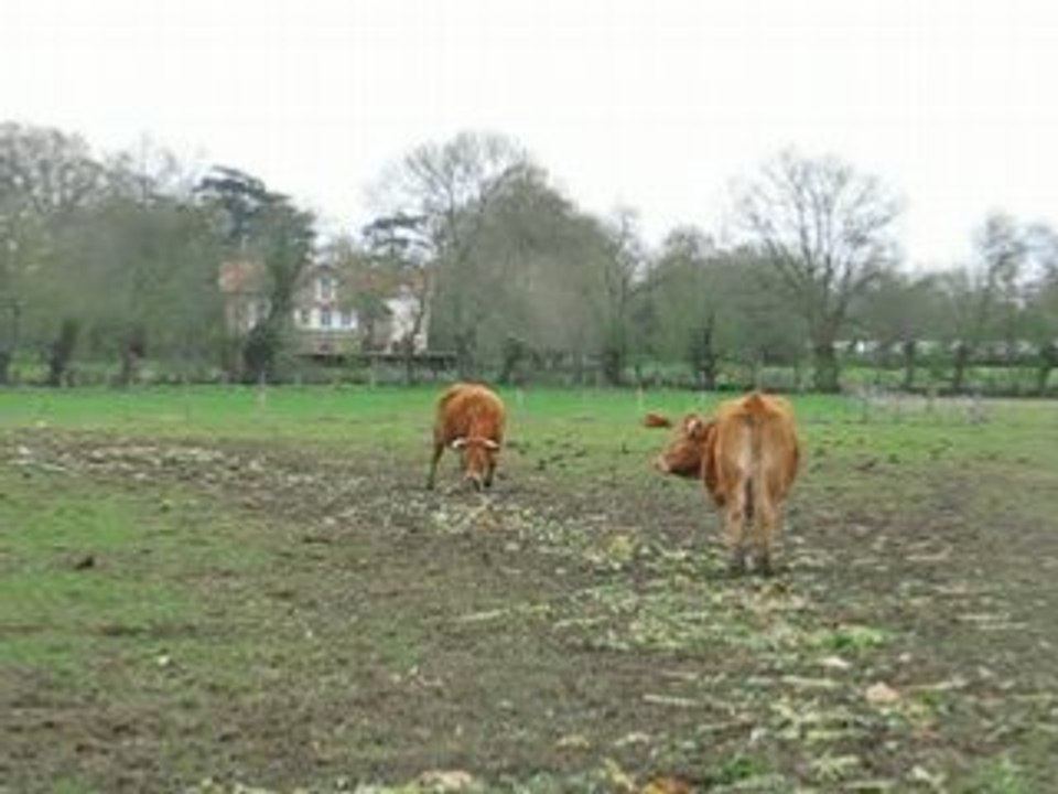Sainte Luce sur Loire : des vaches dans un pré