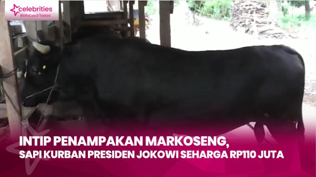Intip Penampakan Markoseng, Sapi Kurban Presiden Jokowi Seharga Rp110 Juta