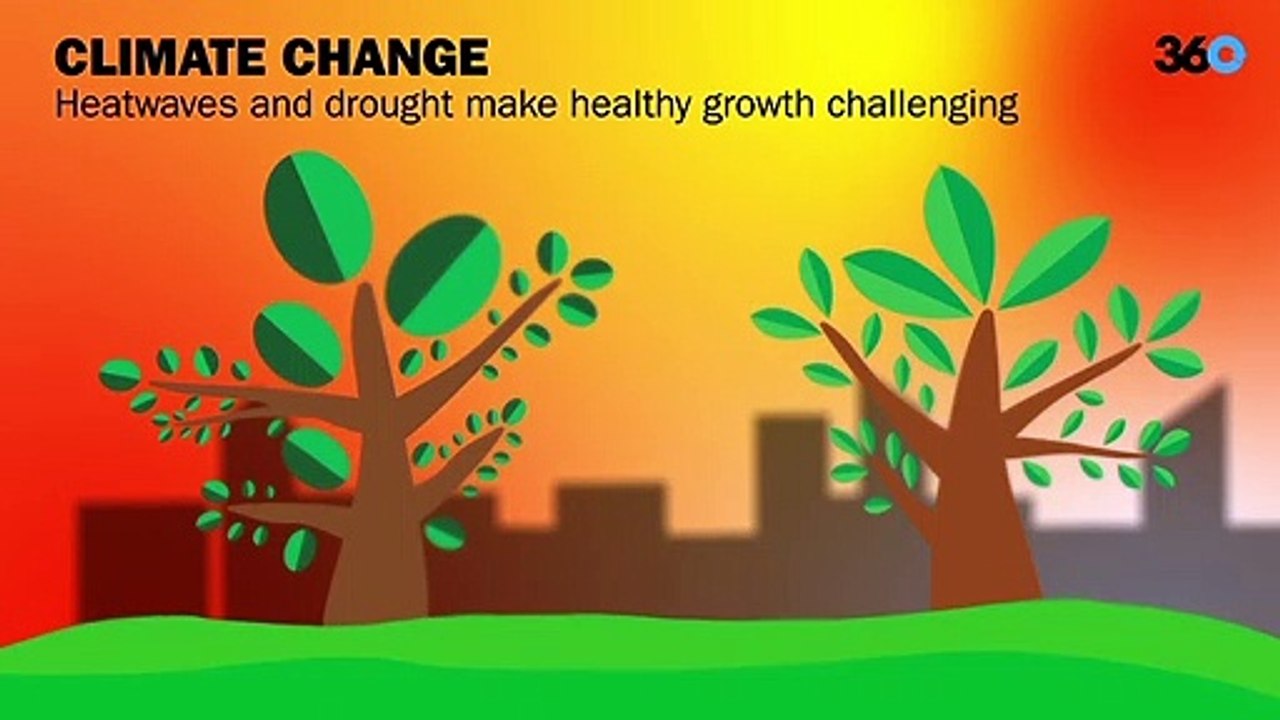 The urban tree mortality cycle