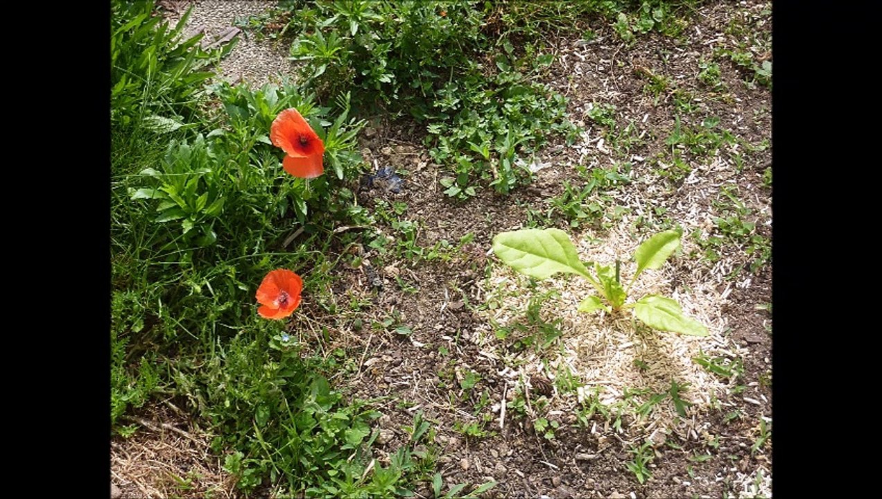 Fleurs - Musique : La partida (valse trad vénézuélienne) - Eric : guitares.