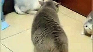 Cat is Funny _shorts(240P)