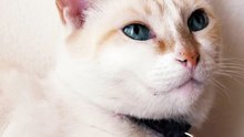 mixkit-white-blue-eyed-cat-1538-medium