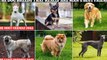 Least friendly dog breeds revealed – and which ones are actually man's best pals