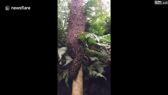 Des mouvements étranges parcourent cet essaim d'abeilles...