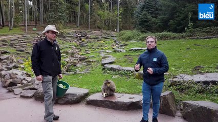 Petit déjeuner à la Montagne des Singes de Kintzheim 2/6