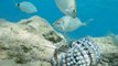 La extinción de los erizos de mar en el Mar Rojo pone en riesgo los corales