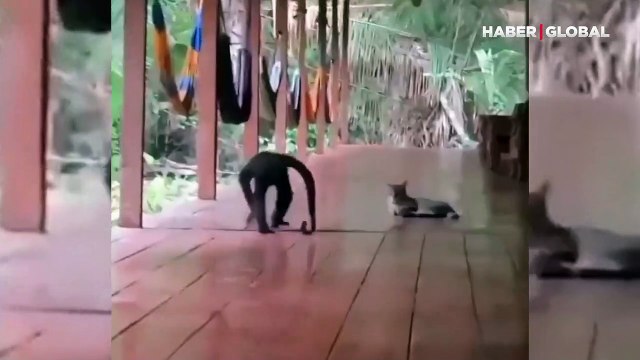 Kediyi severken darlayan maymun kahkahaya boğdu
