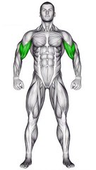 Ultimate Bicep Workout Guide #shorts #bicepsworkout