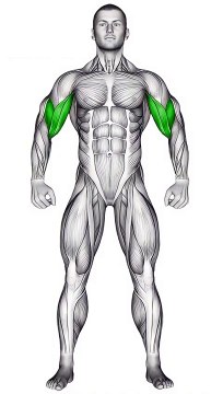 Ultimate Bicep Workout Guide #shorts #bicepsworkout