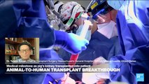 US surgeons transplant gene-edited pig kidney to patient in world first