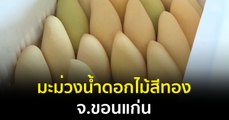 Made in Thailand แดนไทยเท่ : มะม่วงน้ำดอกไม้สีทอง จ.ขอนแก่น โกอินเตอร์