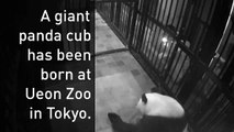 Nace Cachorro de panda en el zoológico de Tokio