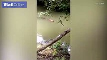 #VIDEO: El momento en que un cocodrilo regresa el cuerpo de un hombre en el Rio Berau
