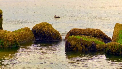 Pamela Storch - Sweeping the Timeless (Official 4K Music Video)